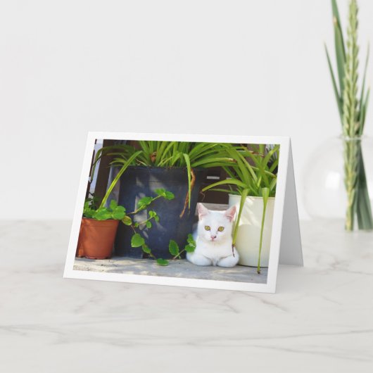 白い子猫と庭の植物 カード (正面)
