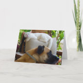 白い子猫と椅子に寝そべっている犬 カード (正面)