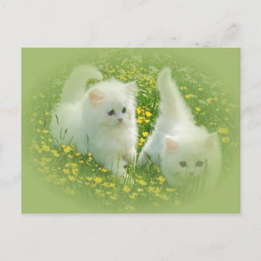 白い子猫と緑の花 ポストカード (正面)
