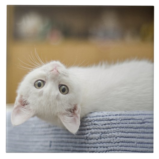 白い子猫のペット タイル (正面)