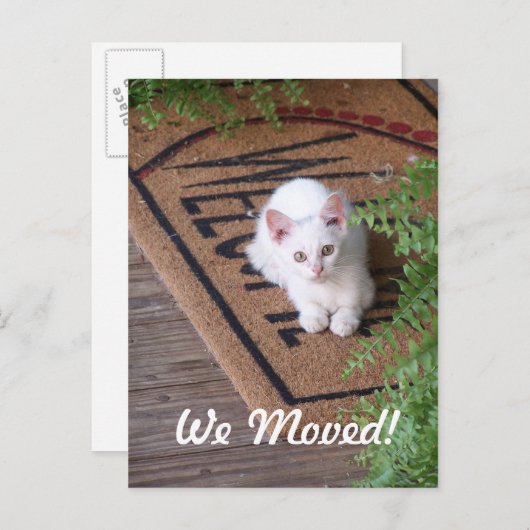 白い子猫を引っ越した 案内ポストカード (正面/裏面)