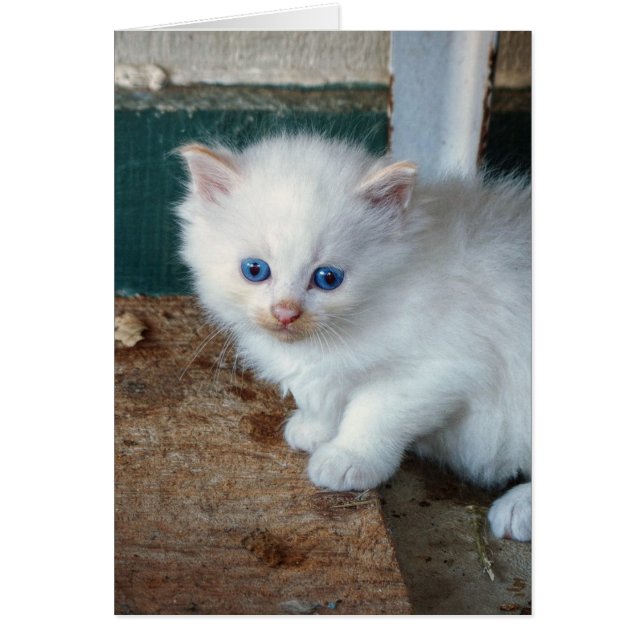 白い子猫 (正面)