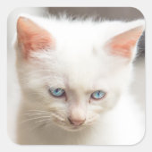 白い子猫 スクエアシール (正面)