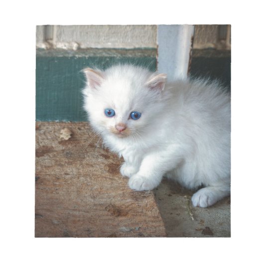 白い子猫 ノートパッド (正面)