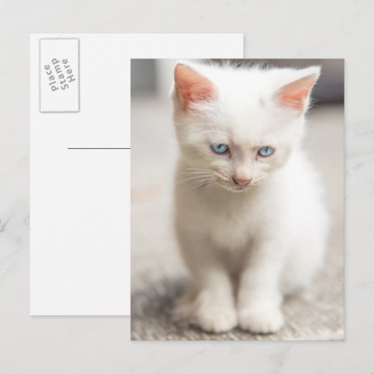白い子猫 ポストカード (正面/裏面)