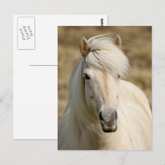 白い子馬 ポストカード (正面/裏面)