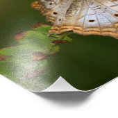 白い孔雀の蝶の上の葉蝶 フォトプリント            (角)