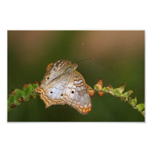 白い孔雀の蝶の上の葉蝶 フォトプリント            (正面)