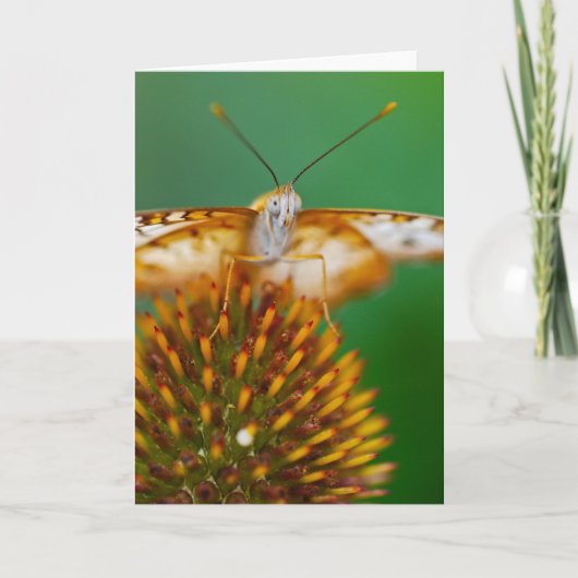 白い孔雀 カード (正面)