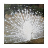 白い孔雀 タイル (正面)