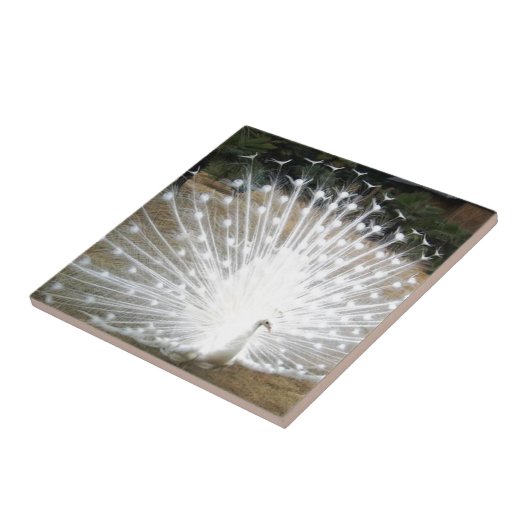 白い孔雀 タイル (側面)