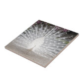 白い孔雀 タイル (側面)