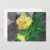 白い封筒のポストカード ポストカード (正面/裏面)