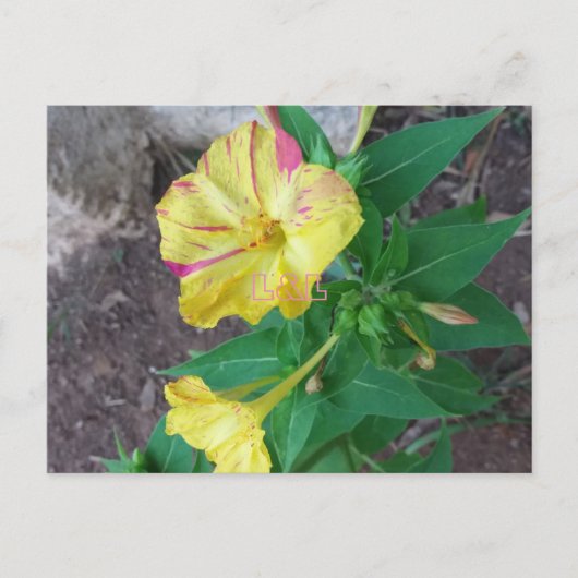 白い封筒のポストカード ポストカード (正面)