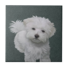 白い小型犬のペット肖像画 タイル