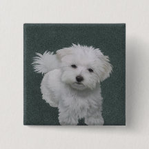  白い小型犬のペット肖像画 