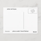 白い尾の子鹿 ポストカード (裏面)