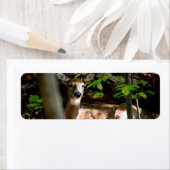 白い尾の雌雄 ラベル (インサイチュ)