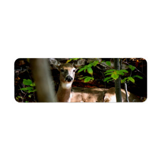 白い尾の雌雄 ラベル