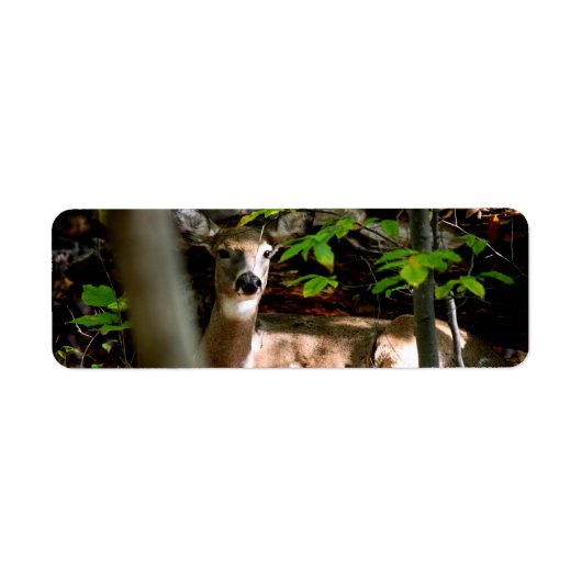 白い尾の雌雄 ラベル (正面)