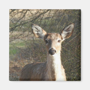 白い尾の鹿がクローズアップ マグネット