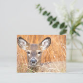 白い尾の鹿のクローズアップ写真 ポストカード (スタンド正面)