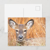 白い尾の鹿のクローズアップ写真 ポストカード (正面/裏面)