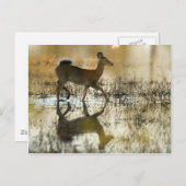 白い尾の鹿の影 ポストカード (正面/裏面)