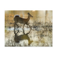 白い尾の鹿の影