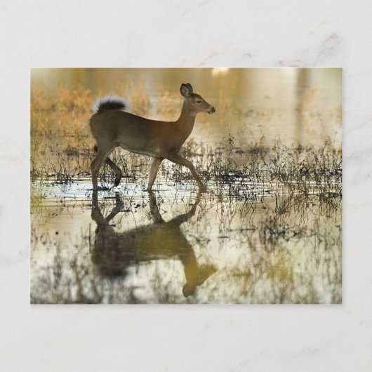 白い尾の鹿の影 ポストカード (正面)