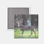 白い尾の鹿2"磁石 マグネット (正面/裏面)