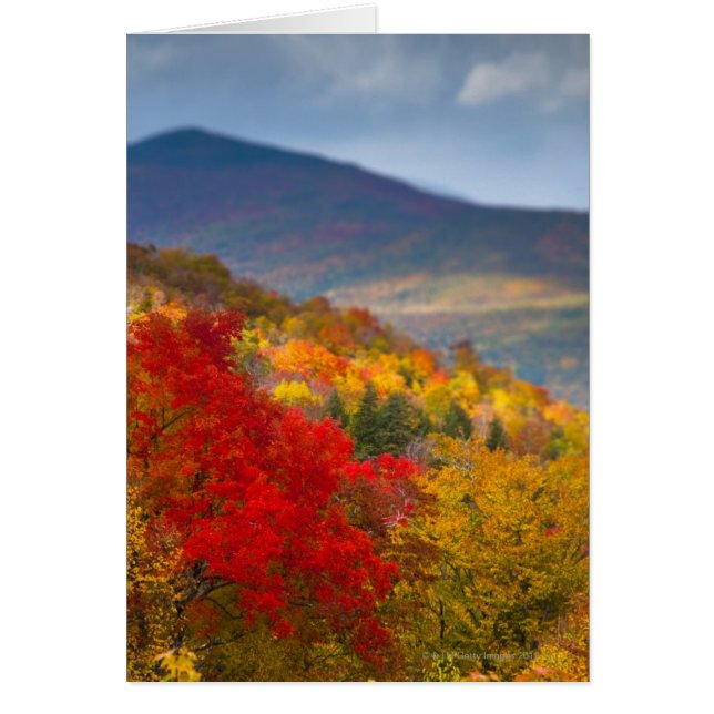 白い山の国有林 (正面)