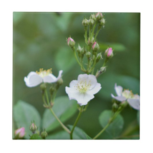 白い山の花 タイル (正面)