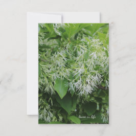 白い庭の花 ノートカード