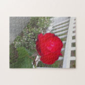 白い摘みフェンスとゴージャスな赤いバラ ジグソーパズル (横)