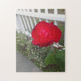 白い摘みフェンスとゴージャスな赤いバラ ジグソーパズル