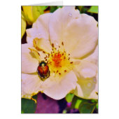 白い日本のバラの甲虫 (正面)