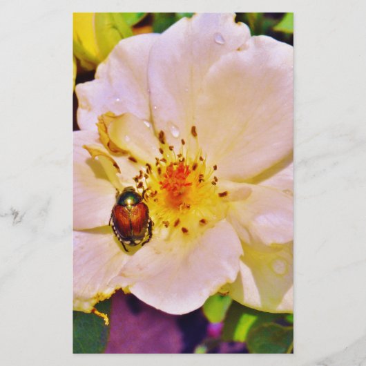 白い日本のバラの甲虫 (正面)