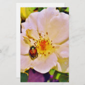 白い日本のバラの甲虫 (正面/裏面)