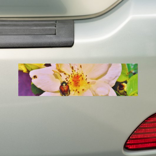 白い日本のバラの甲虫 バンパーステッカー (車上)