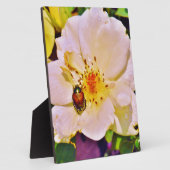 白い日本のバラの甲虫 フォトプラーク (側面)