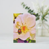 白い日本のバラの甲虫 ポストカード (スタンド正面)