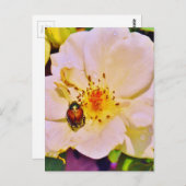 白い日本のバラの甲虫 ポストカード (正面/裏面)