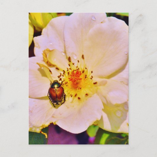白い日本のバラの甲虫 ポストカード (正面)