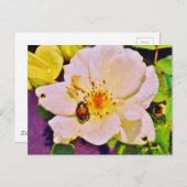 白い日本のバラの甲虫 ポストカード (正面/裏面)