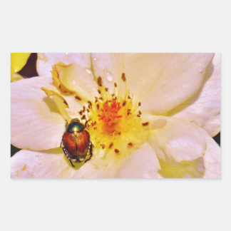 白い日本のバラの甲虫 長方形シール