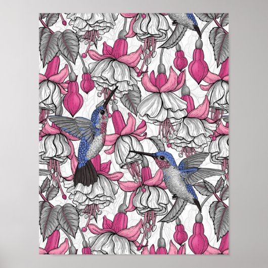 白い明るい赤紫色とハチドリ ポスター (正面)