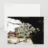 白い春の花のマクロ撮影 ポストカード (正面/裏面)