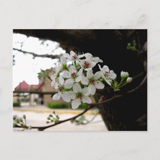 白い春の花のマクロ撮影 ポストカード (正面)