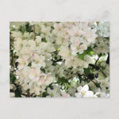 白い春の花の写真 ポストカード (正面)